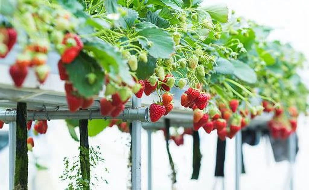 Andreas GMO, Strawberry NON Everbearing Plants, Live 100 San