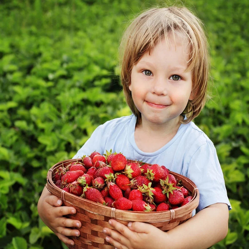 Andreas GMO, Strawberry NON Everbearing Plants, Live 100 San