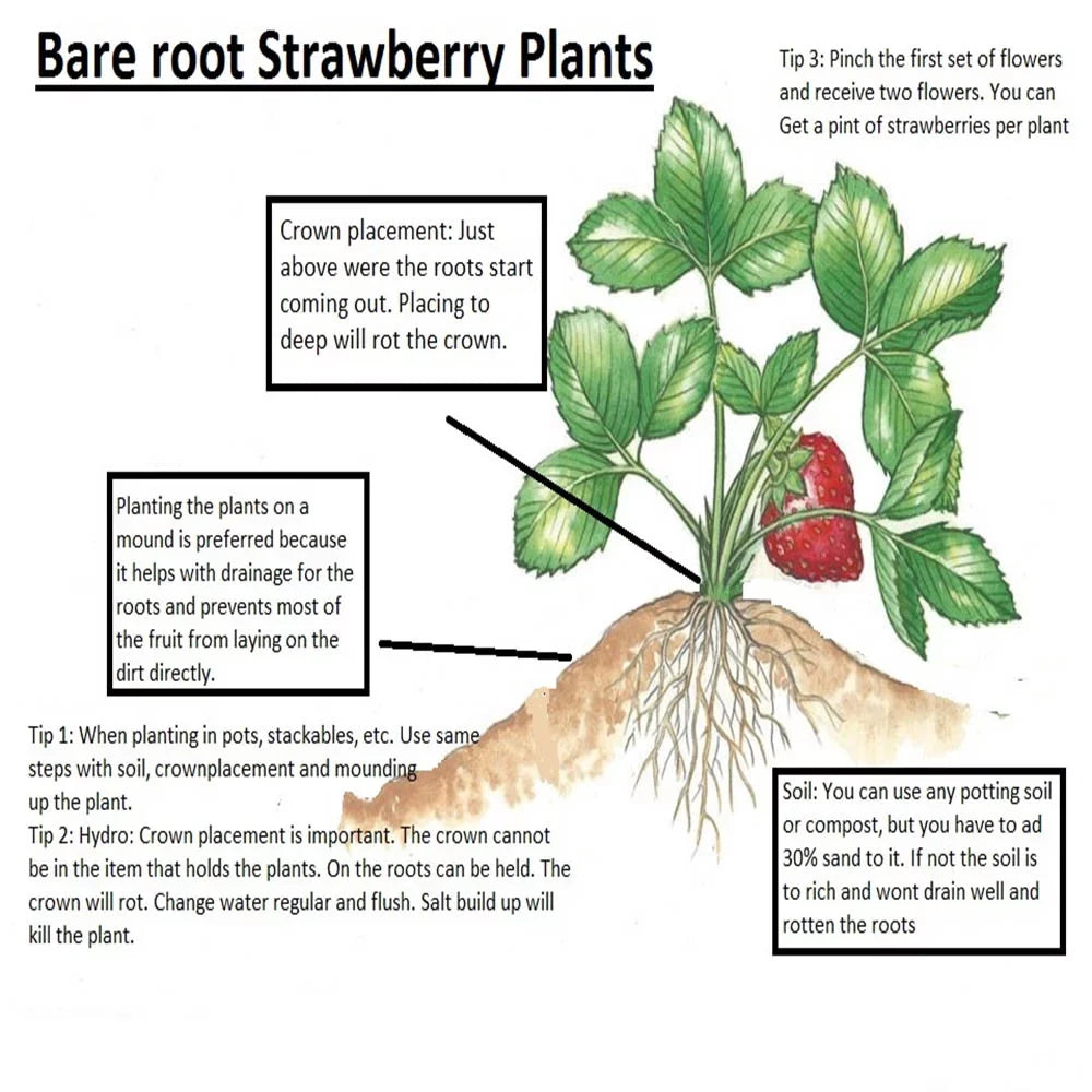 Andreas GMO, Strawberry NON Everbearing Plants, Live 100 San