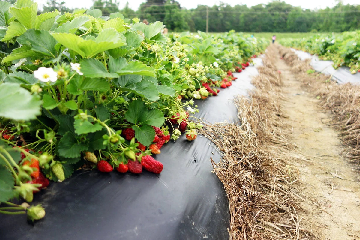Andreas GMO, Strawberry NON Everbearing Plants, Live 100 San