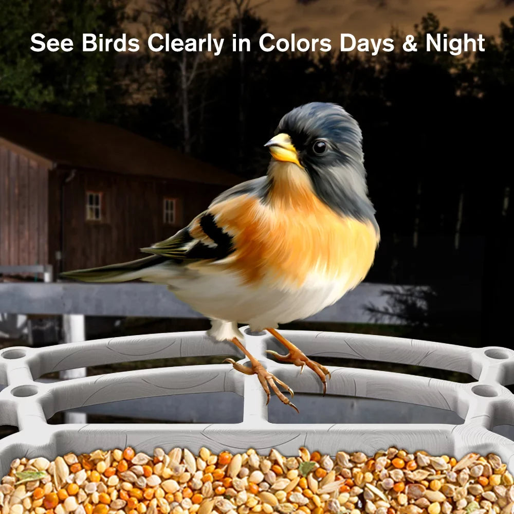 1080P with Control Bird Auto APP 2.4G Panel, House, Species, Wi-Fi Bird Capture Bird Smart Solar Identify ZUPOX Feeder Camera Videos AI Bird HD & Camera, White