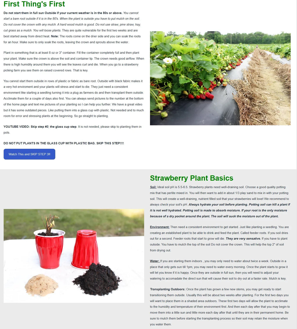 Andreas GMO, Strawberry NON Everbearing Plants, Live 100 San