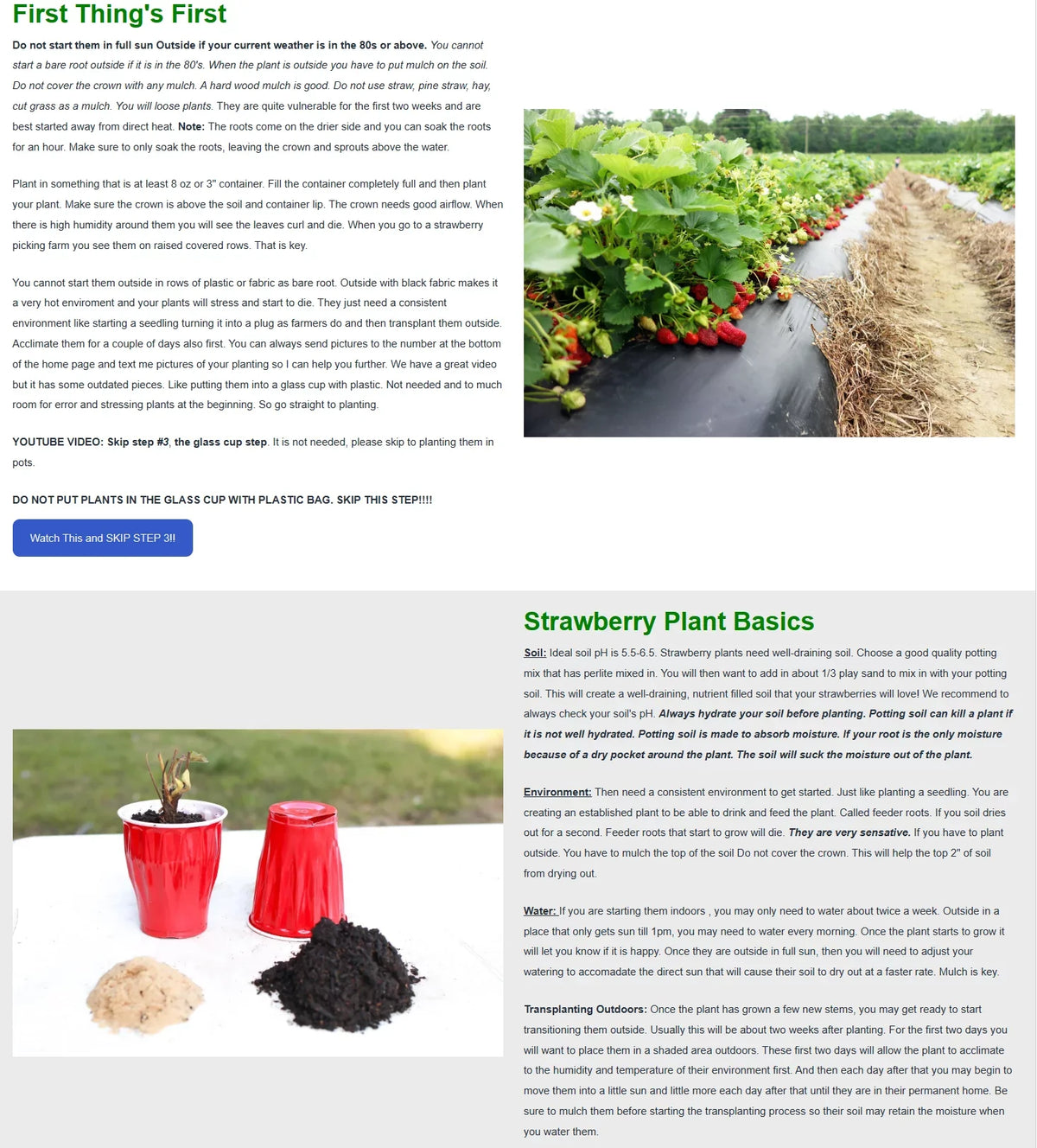 Andreas GMO, Strawberry NON Everbearing Plants, Live 100 San