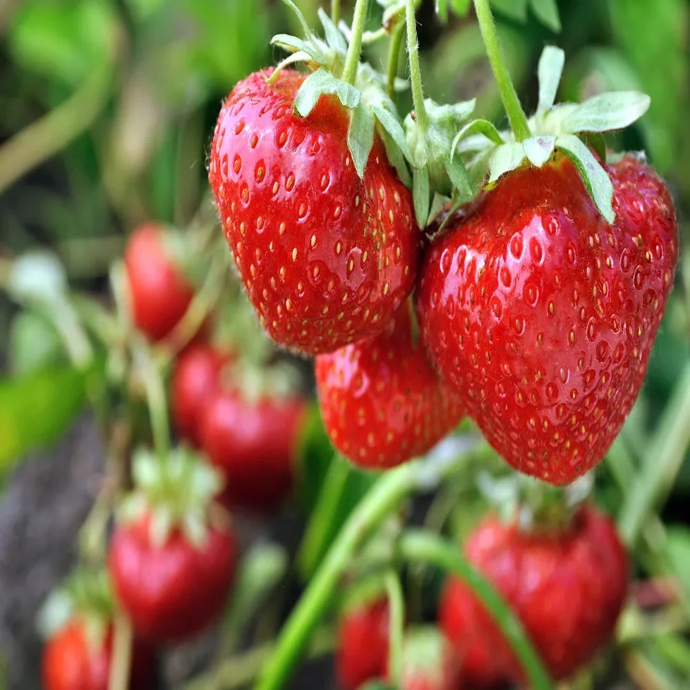 Andreas GMO, Strawberry NON Everbearing Plants, Live 100 San