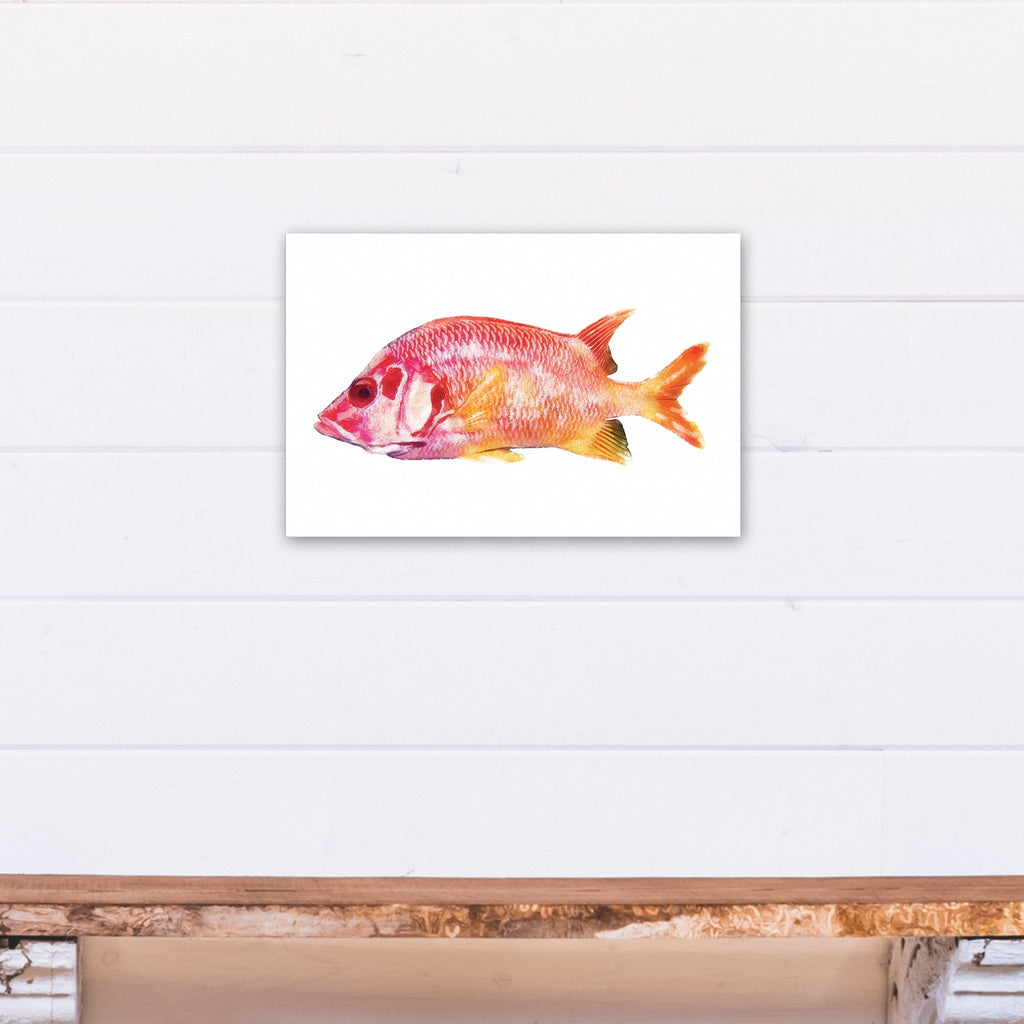 Fish Creative Products Tropical Red Canvas Art 12x18 Snapper Wall